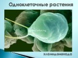 Одноклеточные растения. хламидомонада