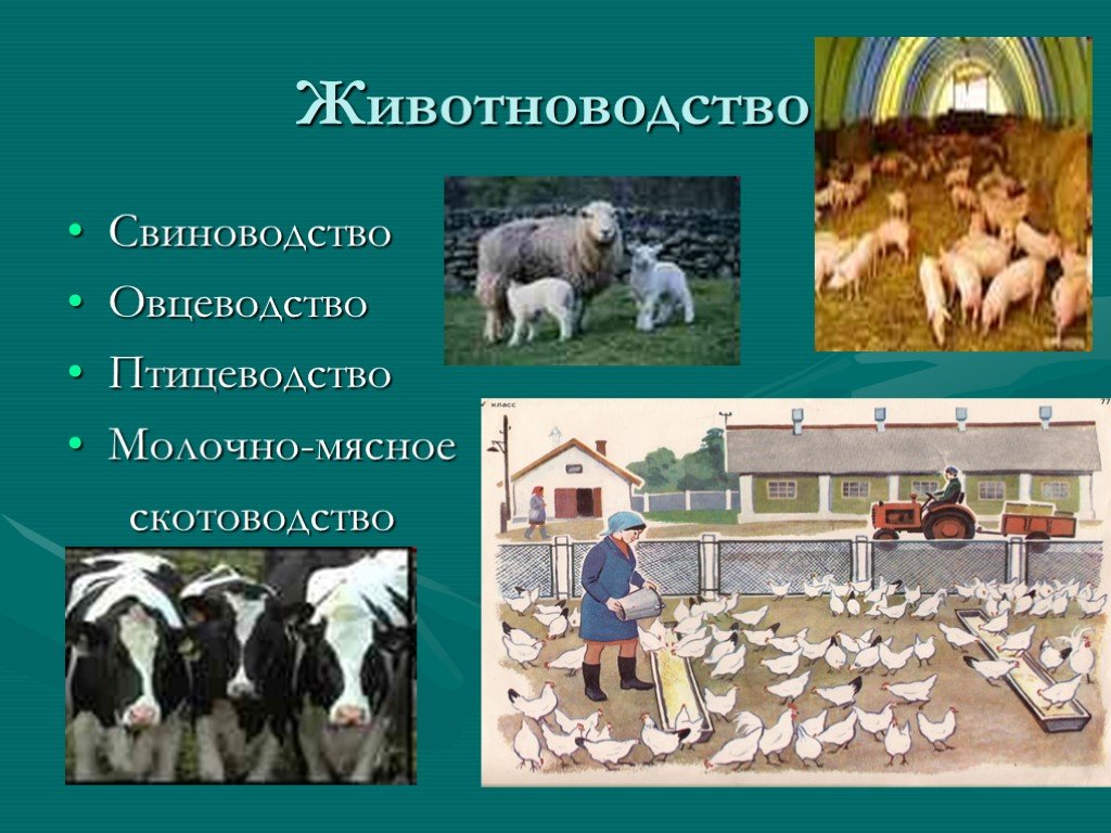 Труд краснодарский край. Скотоводство свиноводство овцеводство. Тема животноводство. Молочно-мясное животноводство, овцеводство. Скотоводство, свиноводство, овцеводство и Птицеводство.