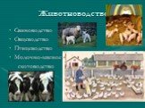 Животноводство. Свиноводство Овцеводство Птицеводство Молочно-мясное скотоводство