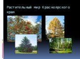 Растительный мир Красноярского края