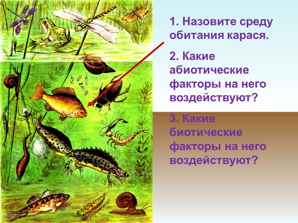 Организмы пруда. Экосистема пруд биоценоз. Пресноводные обитатели. Обитатели пруда. Обитатели пресных водоемов.