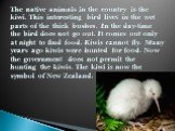 The native animals in the country is the kiwi. This interesting bird lives in the wet parts of the thick bushes. In the day-time the bird does not go out. It comes out only at night to find food. Kiwis cannot fly. Many years ago kiwis were hunted for food. Now the government does not permit the hunt
