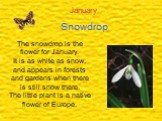 January Snowdrop. The snowdrop is the flower for January. It is as white as snow, and appears in forests and gardens when there is still snow there. The little plant is a native flower of Europe.