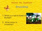 Answer the Questions. What is a native flower of Europe? 2. What colour is snowdrop?