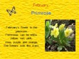 February Primrose. February,s flower is the primrose. Primroses can be white, yellow, red, pink, rose, purple and orange. The flowers look like stars.