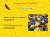 What flowers appear in February? 2. What colours are primroses?