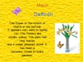 Daffodil March. The flower of the month of March is the daffodil. It appears very early in spring too. The flowers are usually yellow. The plant has long leaves and a sweet pleasant smell. It has been a favourite flower in many gardens.