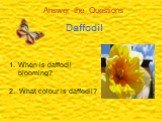 When is daffodil blooming? 2. What colour is daffodil?