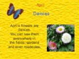 Daisies April. April,s flowers are daisies. You can see them everywhere in the fields, gardens and even roadsides.