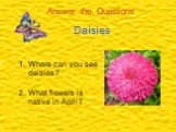 Where can you see daisies? What flowers is native in April?