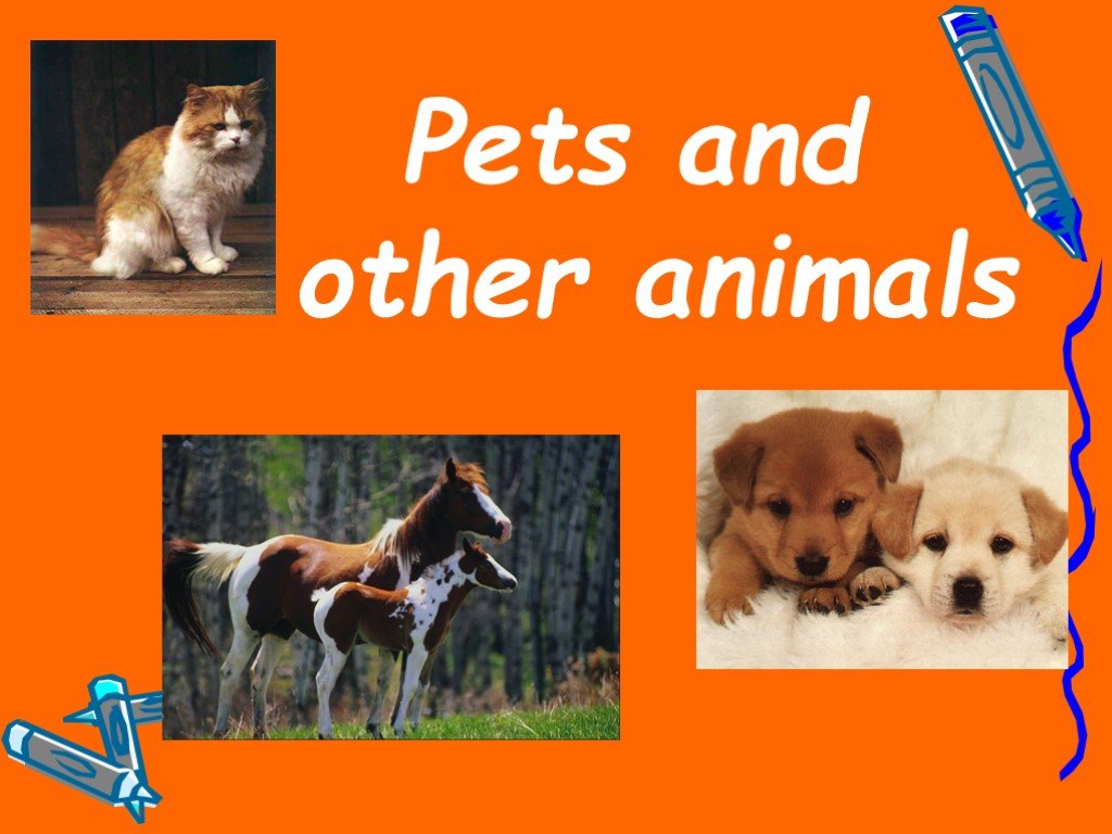 Pets презентация. Презентации на тему Pets. Презентация по английскому языку my Pet. Pets and other animals 3 класс Верещагина. Тема Pets and other animals.