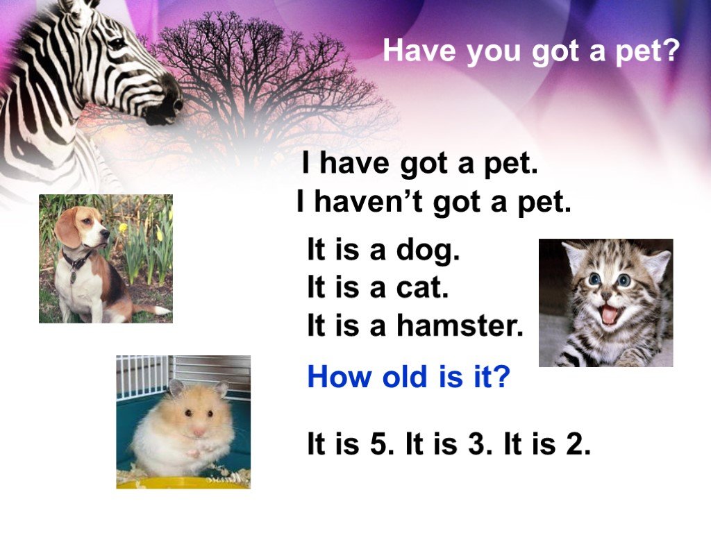 My pet 3 класс. Have you got a Pet. Ответ на вопрос have you got a Pet. Проект my Pet 5 класс. Презентация по английскому языку my Pet.