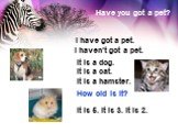 Have you got a pet? I have got a pet. I haven’t got a pet. It is a dog. It is a cat. It is a hamster. It is 5. It is 3. It is 2. How old is it?