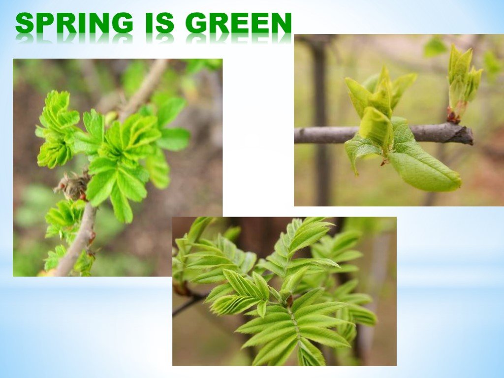 Spring is green