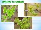 SPRING IS GREEN