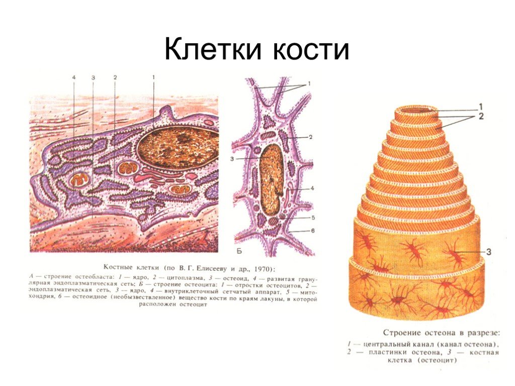 Схема строения остеобласта