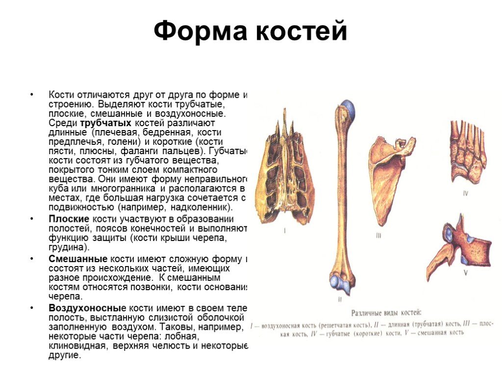 Какие кости относятся. Строение длинных трубчатых и плоских костей. Трубчатые губчатые плоские смешанные воздухоносные кости. Классификация костей воздухоносные кости. Форма костей воздухоносные кости.