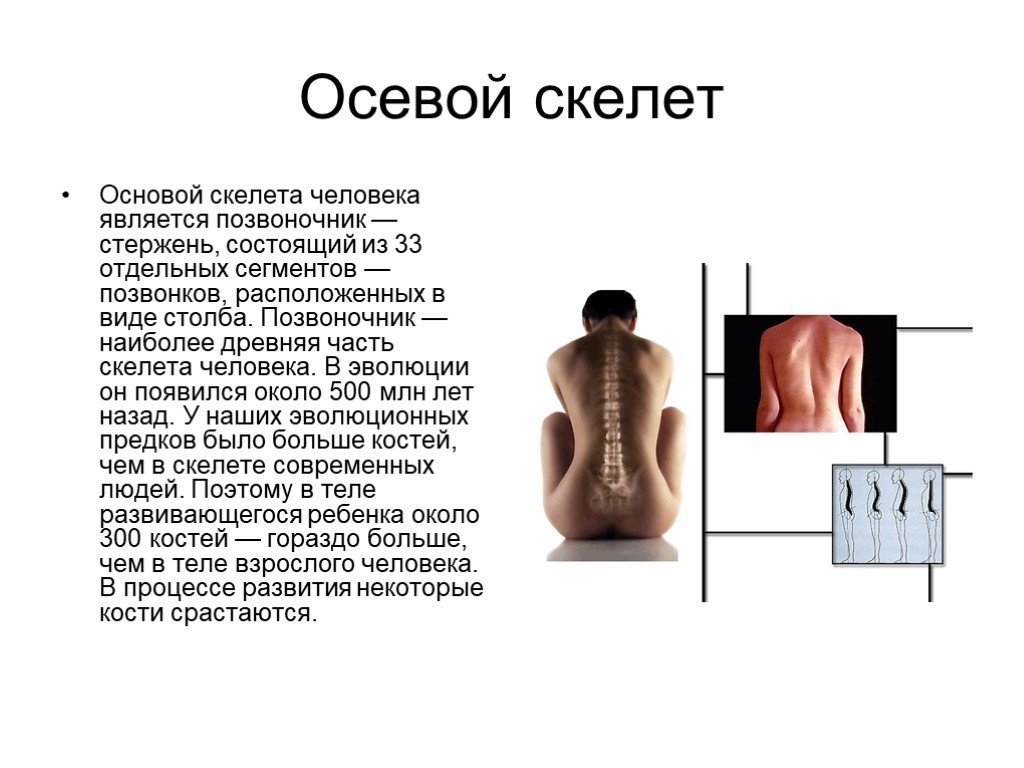 Презентация скелет человека осевой скелет 8 класс