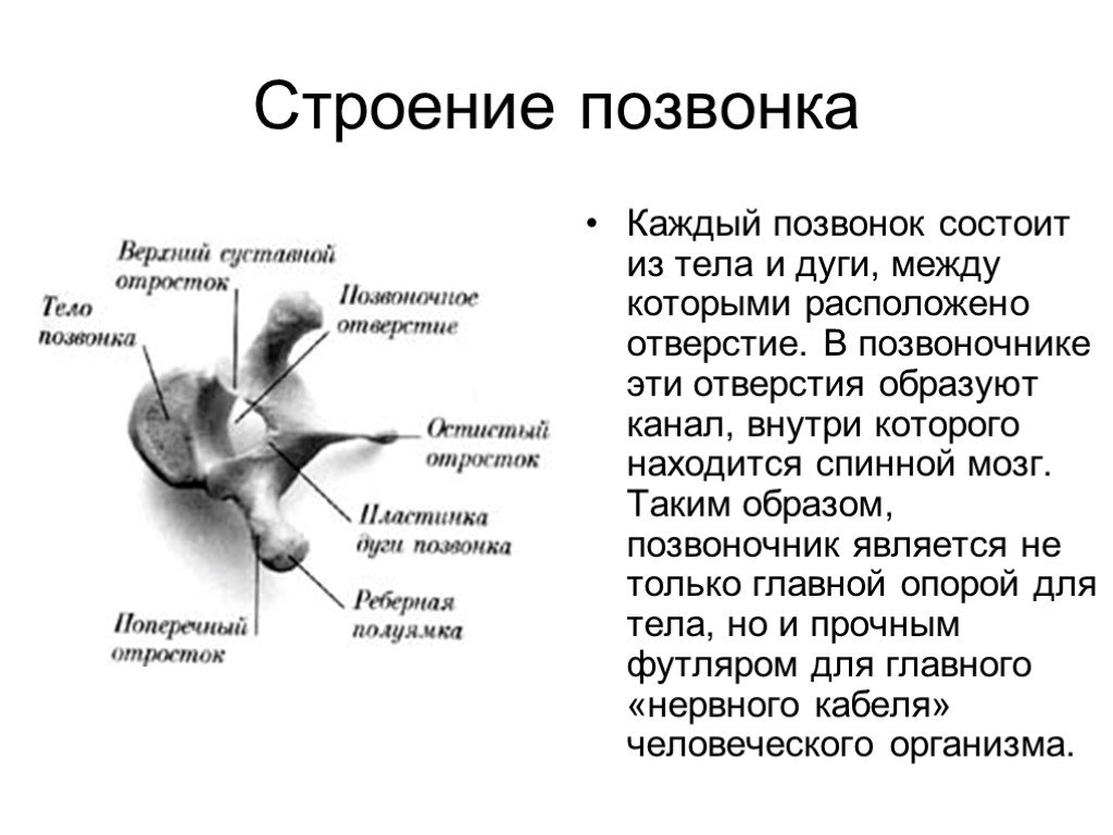 Строение позвонка. Позвонок состоит. Позвонок состоит из тела и. Каждый позвонок состоит из.