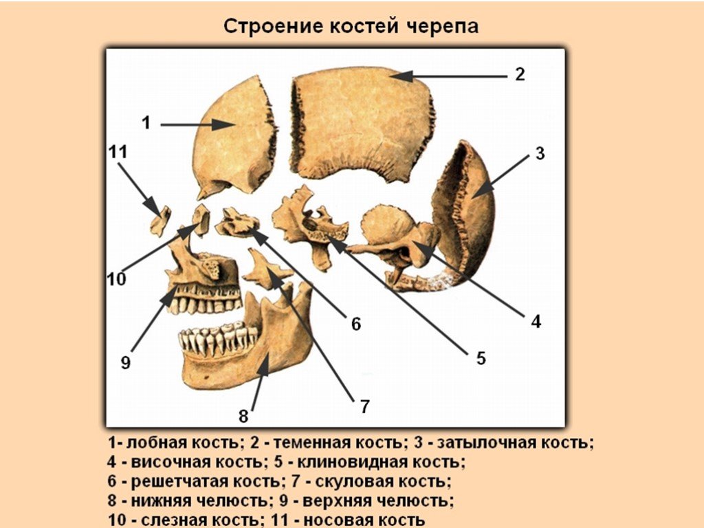 Схема строения черепа