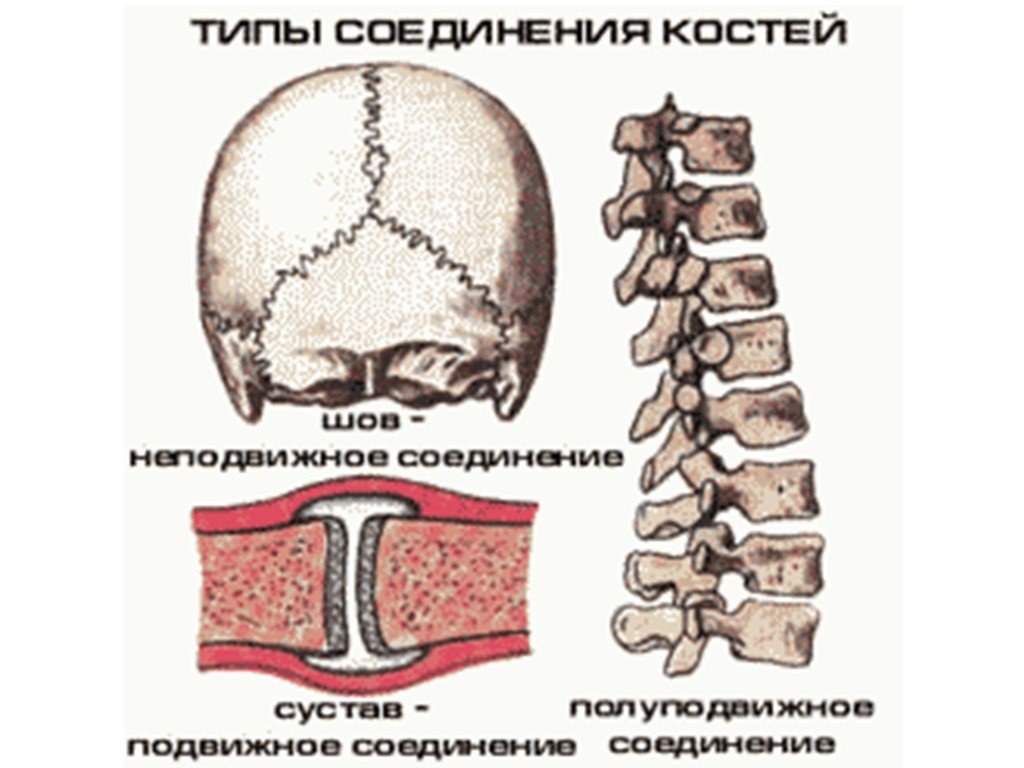 Кости позвоночника тип соединения. Типы соединения костей скелета. Неподвижный Тип соединения костей. Типы соединения костей человека. Неподвижное соединение костей.