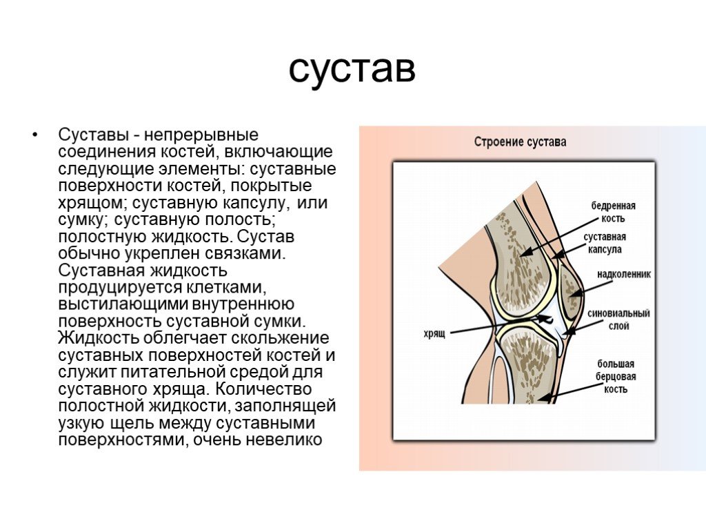 Поверхности костей. Суставные поверхности костей покрывает хрящевая ткань. Сустав и его строение. Суставы человека анатомия. Суставные поверхности соединяющихся костей.