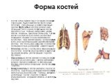 Форма костей. Кости отличаются друг от друга по форме и строению. Выделяют кости трубчатые, плоские, смешанные и воздухоносные. Среди трубчатых костей различают длинные (плечевая, бедренная, кости предплечья, голени) и короткие (кости пясти, плюсны, фаланги пальцев). Губчатые кости состоят из губчат