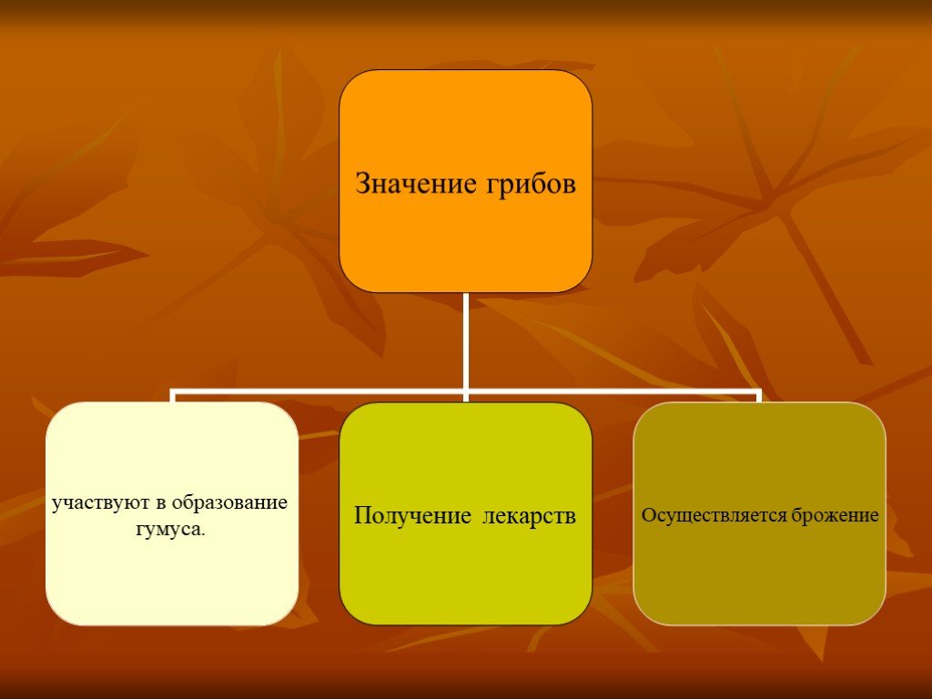 Презентация на тему многообразие и значение грибов 5 класс