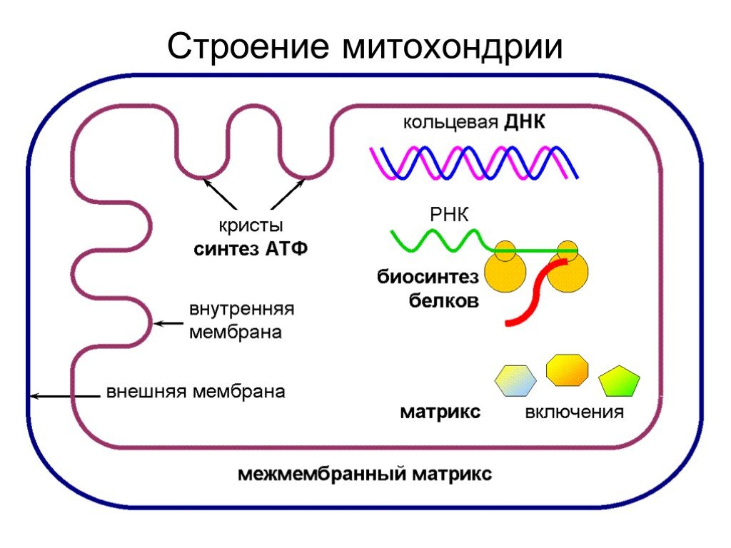 Митохондрии синтезируют атф. Синтез АТФ В митохондрии клетки схема. Жизненный цикл митохондрий. Строение митохондрии клетки. Атмитохондрии строение.