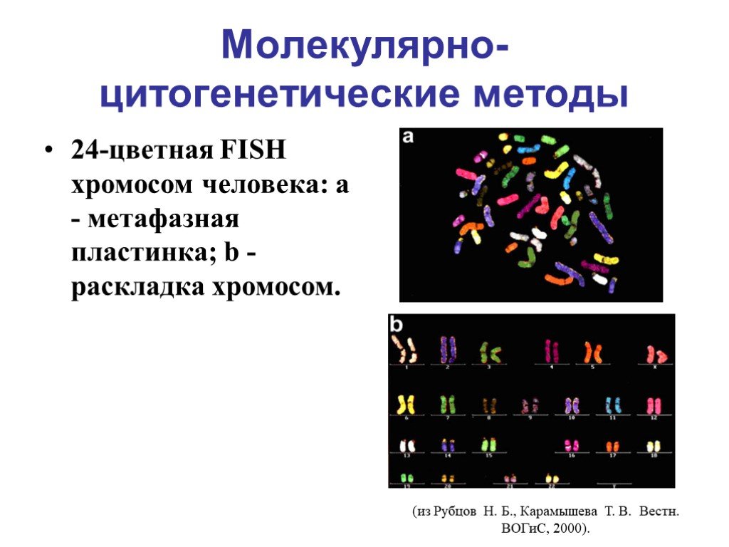 Цитогенетический метод Фиш. Молекулярно цитогенетический метод генетики. Молекулярно-цитогенетический метод генетического анализа человека. Цитогенетический и молекулярно-цитогенетический методы. Цитогенетическая терапия в онкологии в москве