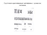 Групповая идентификация метафазных хромосом человека