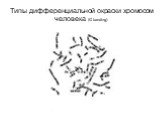 Типы дифференциальной окраски хромосом человека (G banding)