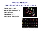 24-цветная FISH хромосом человека: a - метафазная пластинка; b - pаскладка хромосом. (из Рубцов Н. Б., Карамышева Т. В. Вестн. ВОГиС, 2000).