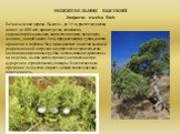 МОЖЖЕВЕЛЬНИК ВЫСОКИЙ Juniperus excelsa Bieb. Вечнозеленое дерево. Высота – до 15 м; растет медленно, живет до 600 лет; крона густая, сизоватая, широкопирамидальная; кора темно-серая, хвоя очень мелкая, длиной около 1 мм, продолговатая, тупая, плотно прижатая к побегам. Вид произрастает в местах высо