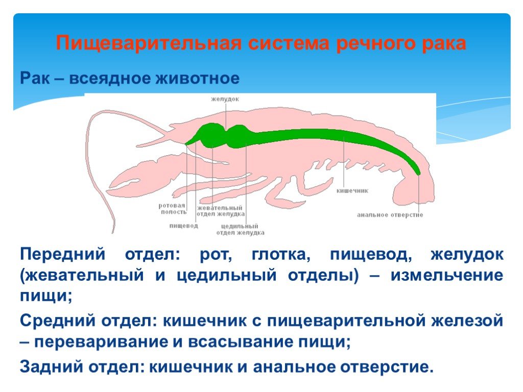 Внекишечное пищеварение. Пищеварительная система ракообразных. Строение пищеварительной системы ракообразных. Система пищеварения у ракообразных. Отделы пищеварительной системы у ракообразных.