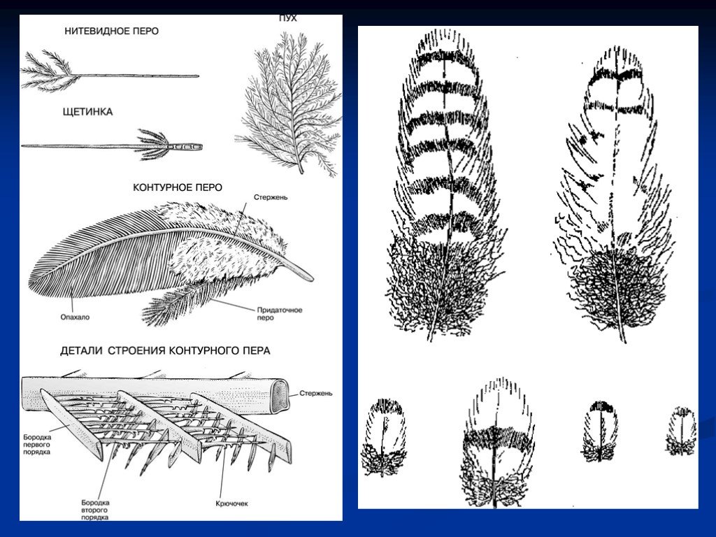 Виды перьев биология. Схема строения контурного пера. Пуховое перо строение. Контурное перо структура. Строение контурного пера птицы.