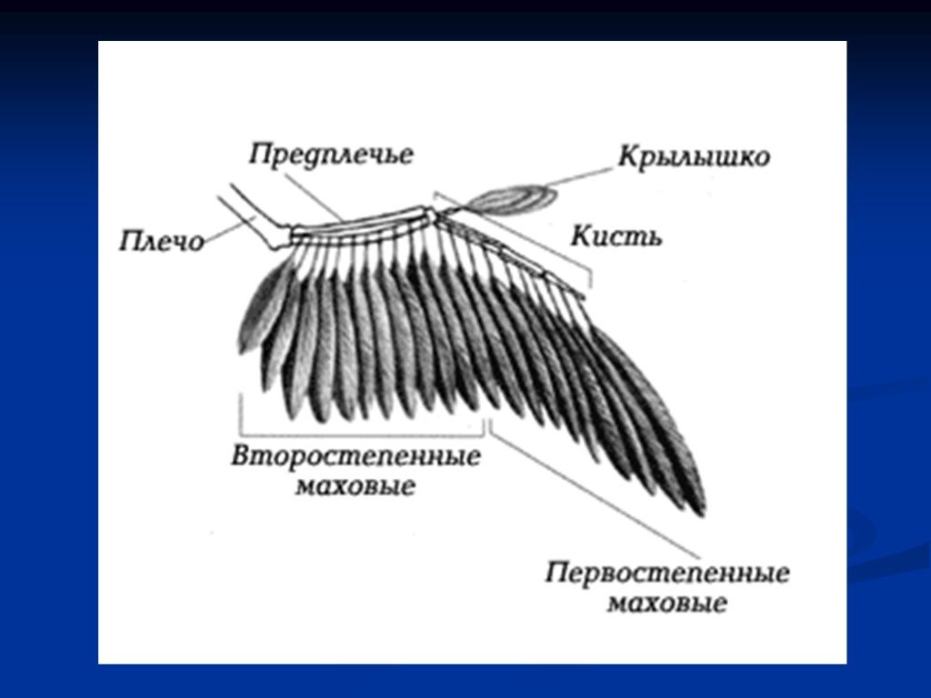 Расположение перьев у птиц. Строение крыла. Крыло птицы строение. Структура птичьего крыла. Строение махового крыла.