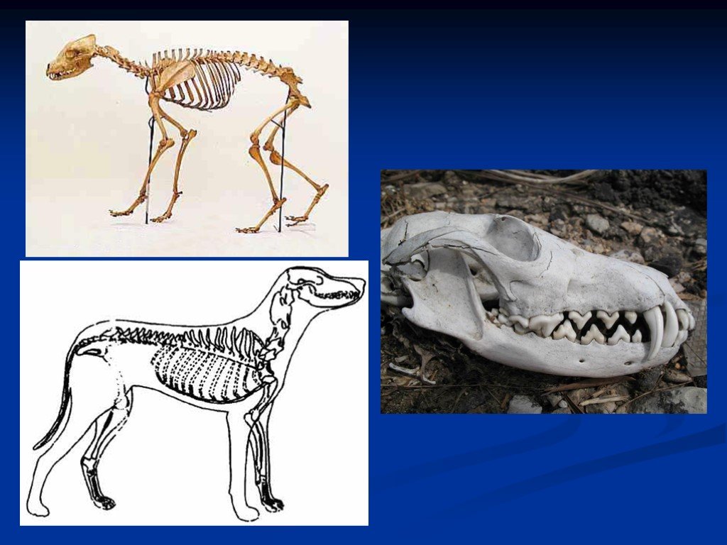 В чем сходство скелета человека и млекопитающих. Скелет птицы и млекопитающего. Скелеты боком животных млекопитающих. Дельфин млекопитающее животное скелет. Сравнение костей птицы и млекопитающих.