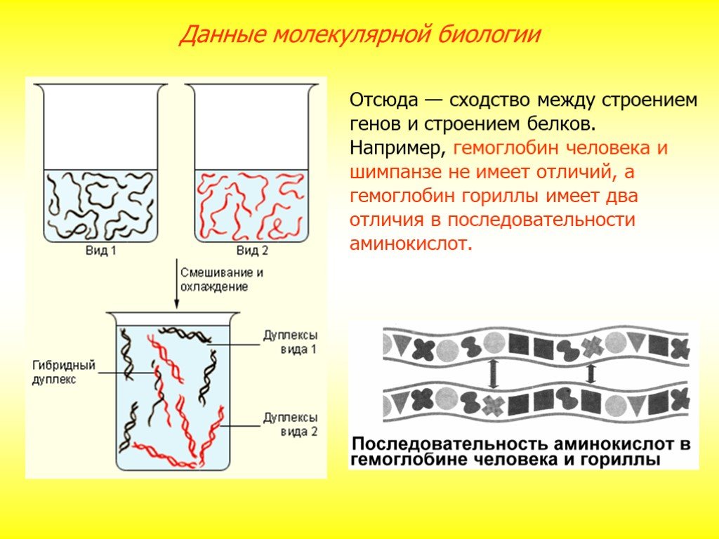 Молекулярные данные. Данные молекулярной биологии. Данные молекулярной биологии в эволюции человека. Данные молекулярной биологии человек и шимпанзе. Доказательства происхождения человека от животных плацентарные.