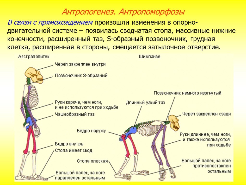 Отличие человека от животного скелет. Опорно двигательная система человекообразных обезьян. Сравнение скелета человека и человекообразной обезьяны. Строение скелета обезьяны. Строение скелета человека и человекообразных обезьян.