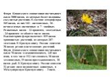 Флора Кавказского заповедника насчитывает около 3000 видов, из которых более половины сосудистые растения. В составе дендрофлоры - 165 видов, из них 142 - листопадных, 16 - вечнозеленых лиственных и 7 - хвойных. Реликтовых видов - 22 процента, эндемичных - 24 процента от общего числа видов. Высокого