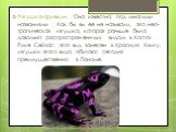 Лягушка-арлекин . Она известна под многими названиями . Как бы вы ее не называли, это нео-тропическая лягушка, которая раньше была довольно распространенным видом в Коста-Рике .Сейчас этот вид занесен в Красную Книгу, лягушки этого вида обитают сегодня преимущественно в Панаме.