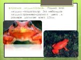 Красная лягушка Мантел . Родина этой лягушки –Мадагаскар. Это небольшая лягушка оранжево-красного цвета , в размере достигает всего 2,5см.