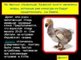 Дронт, или додо, - нелетающая птица, имевшая огромный клюв. Предполагается, что взрослая птица весила 20-25 кг. Они обитали на островах Индийского океана. Дронты отличались доверчивостью, поэтому были очень быстро истреблены человеком при колонизации островов в ХVIIв. Дронт. На чёрных страницах Крас