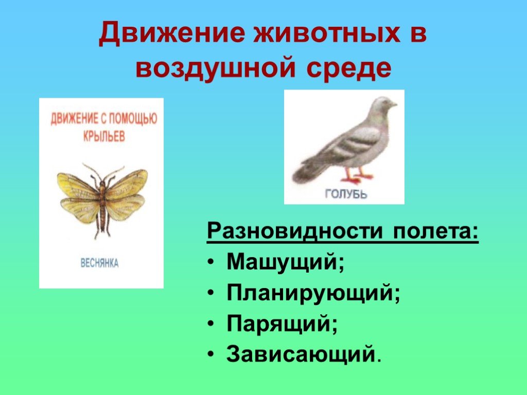 Движение 6 класс. Движение животных в воздушной среде. Движение животных биология. Способы передвижения в воздушной среде. Движение животных биология 6 класс.