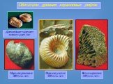 Морская раковина 380 млн. лет. Морская улитка 150 млн. лет. Ветка кораллов 330 млн. лет. Древнейшие «зрячие» живые существа. Обитатели древних коралловых рифов