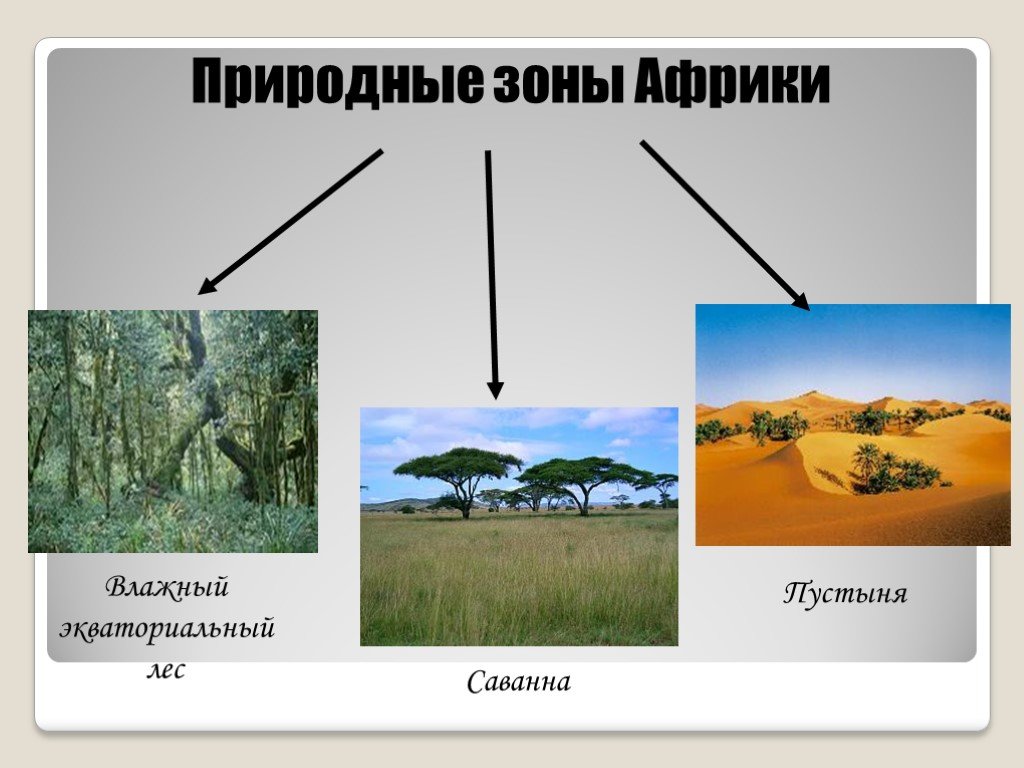 Влажные природные зоны африки. Природные зоны Африки 7 класс саванны. Кластер природные зоны Африки. Природныемзоны Африки. Природные зоны Африки 7 класс география.