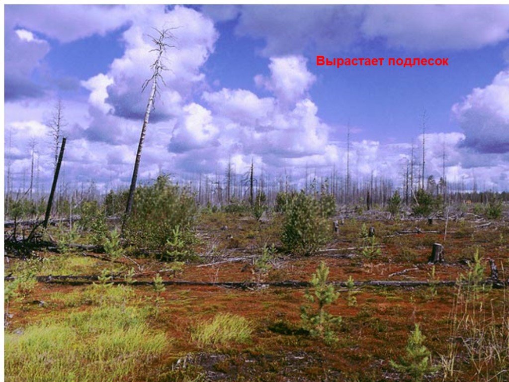 Вторичная сукцессия после пожара. Самовосстановление леса после пожара. Восстановление экосистемы. Вторичные леса.
