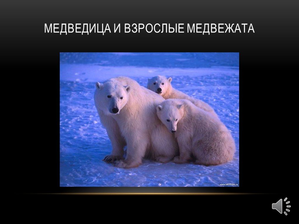 Определите животных арктических пустынь. Животные арктических пустынь. Медведица. Животном из зоны арктических пустынь. Зона арктических пустынь белый медведь.
