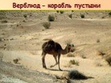 Верблюд – корабль пустыни